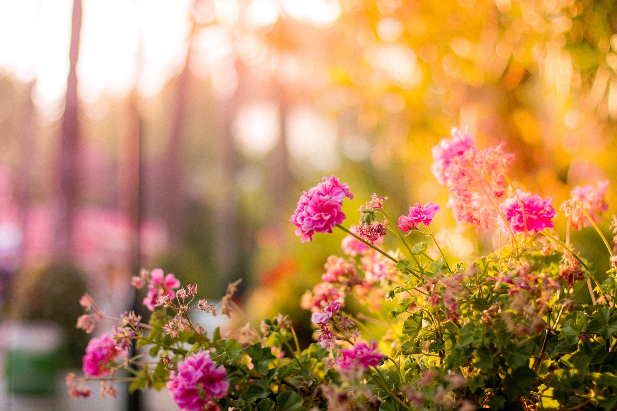 Gardening, the New Antidepressant?